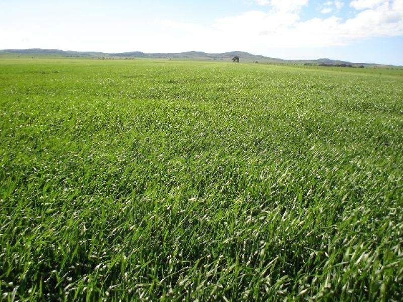 Lot 180 Public Road, Caltowie SA 5490