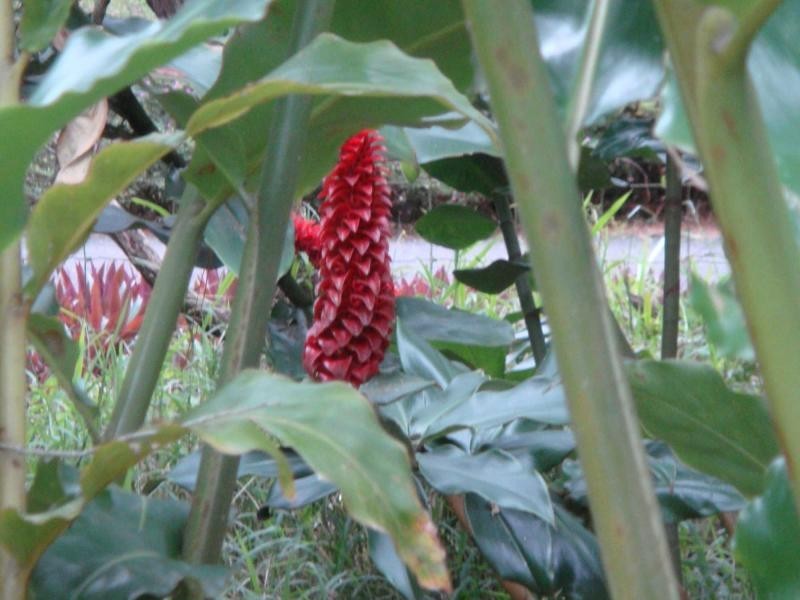 Landsborough QLD 4550