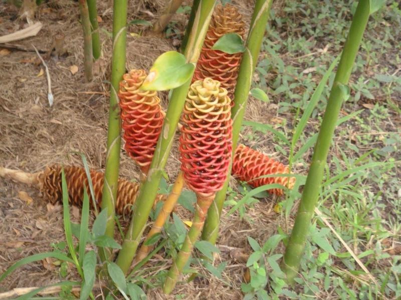 Landsborough QLD 4550