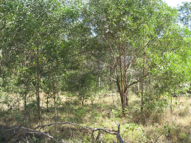 43 Kurrajong Road, Russell Island QLD 4184