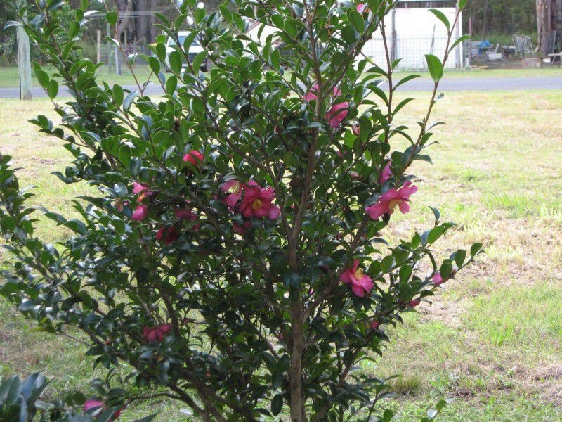 78 South End Road, Russell Island QLD 4184