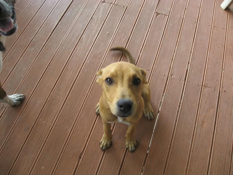 66 Barcelona Terrace, Russell Island QLD 4184