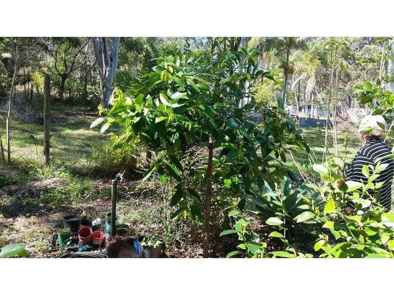 41 Belgrave Street, Russell Island QLD 4184