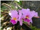 62 Centre Road, Russell Island QLD 4184