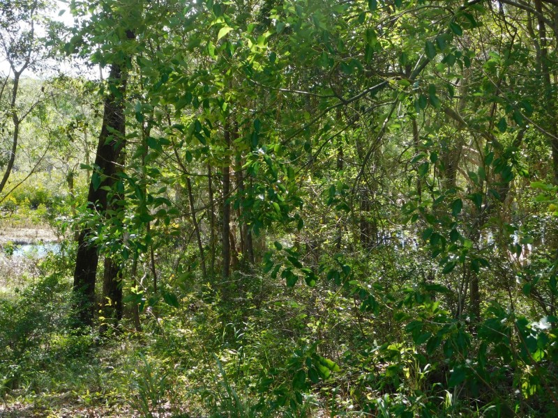 132 Kings Road, Russell Island QLD 4184