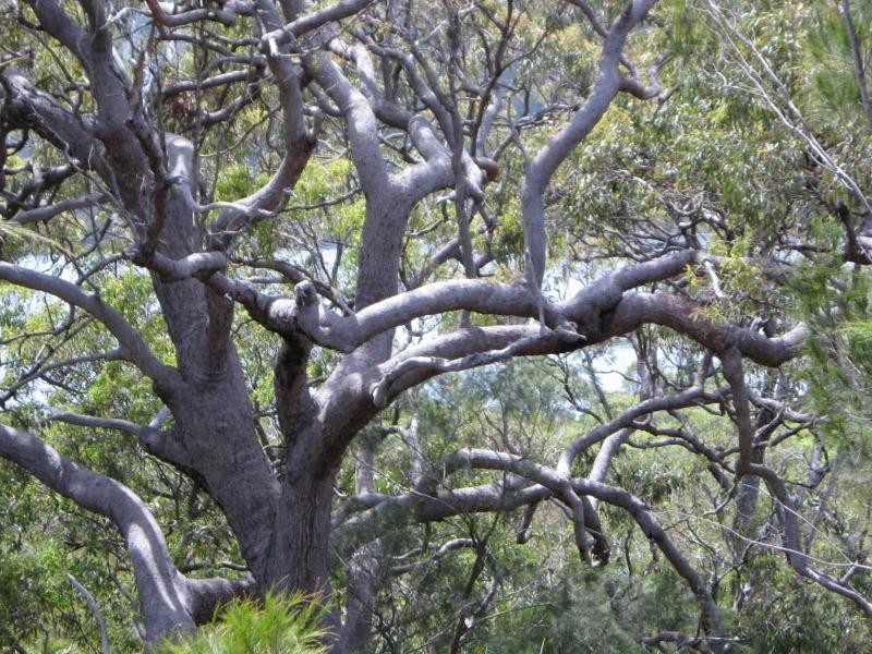 Russell Island QLD 4184