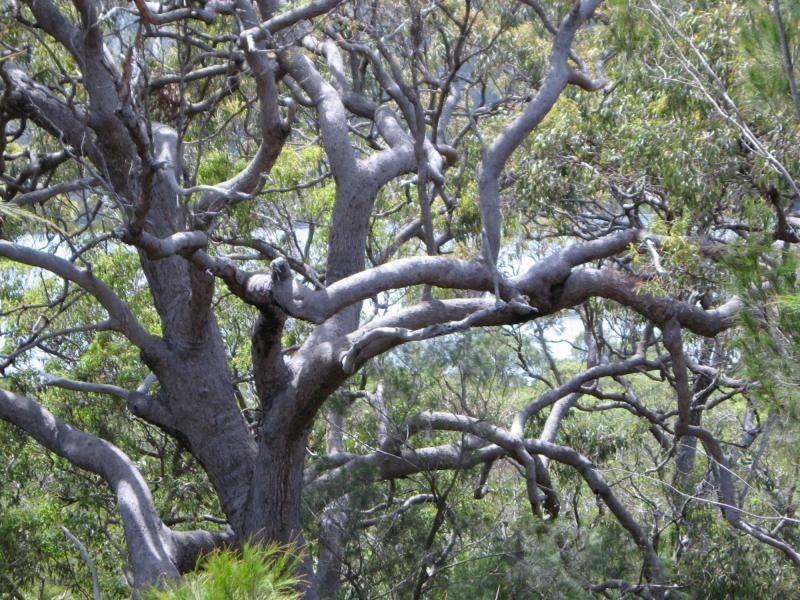 Russell Island QLD 4184