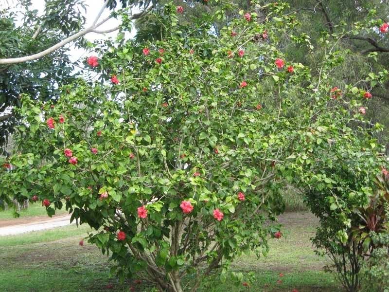 Russell Island QLD 4184