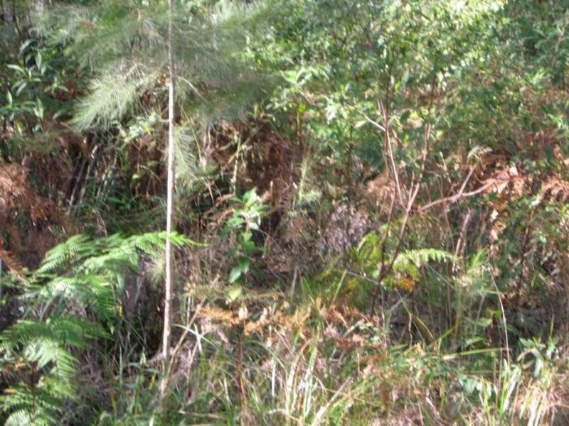 Russell Island QLD 4184