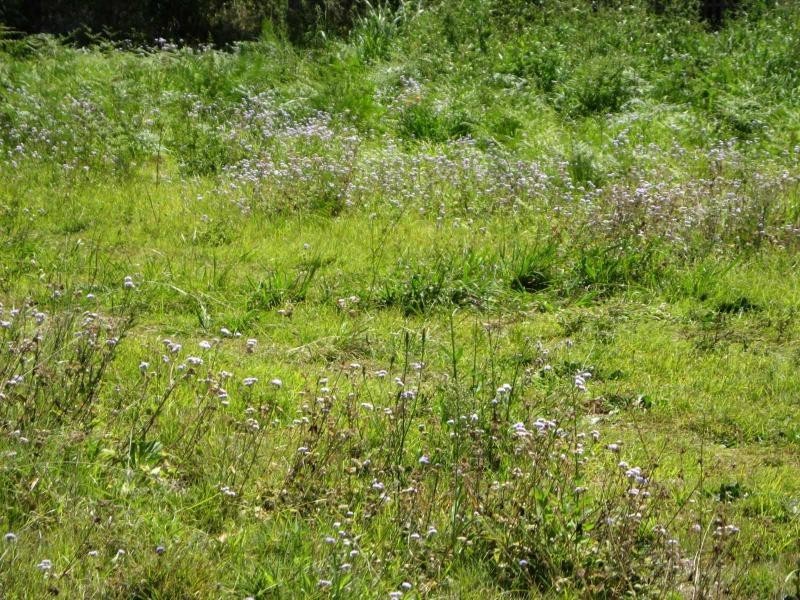 Russell Island QLD 4184