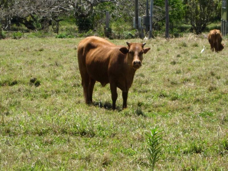 25 Carissa Street, Russell Island QLD 4184