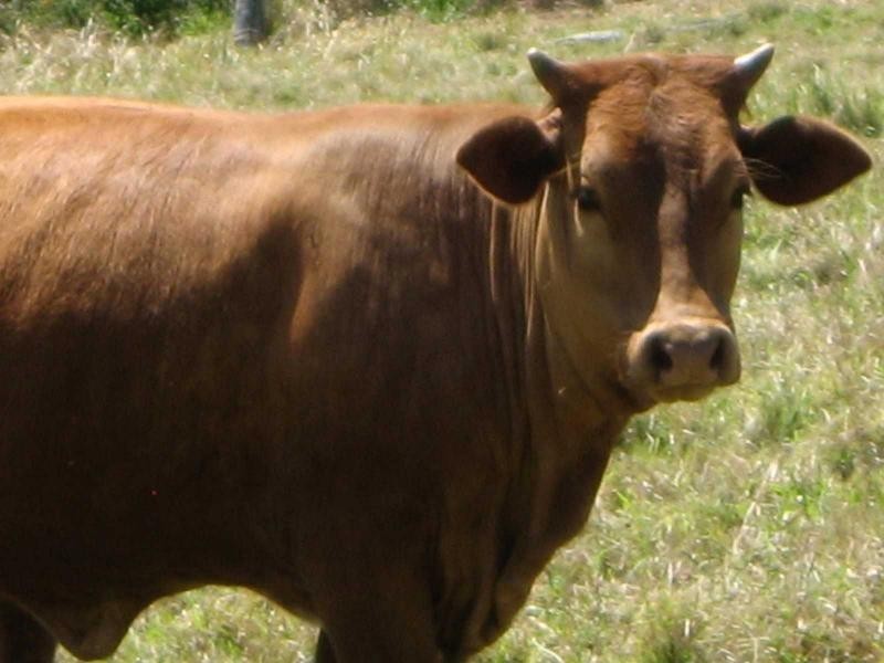 25 Carissa Street, Russell Island QLD 4184