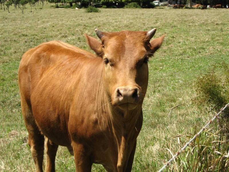 25 Carissa Street, Russell Island QLD 4184