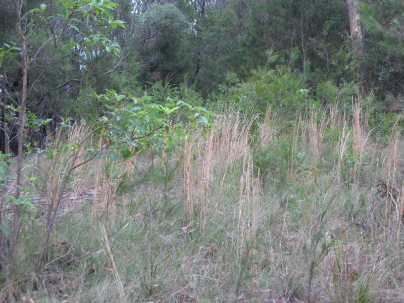 37 Jasper Street, Russell Island QLD 4184