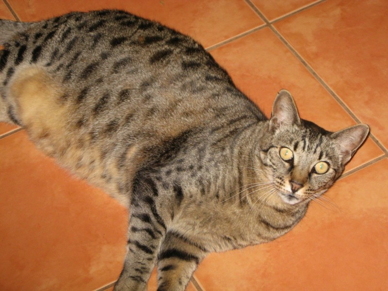 129 Canaipa Point Drive, Russell Island QLD 4184