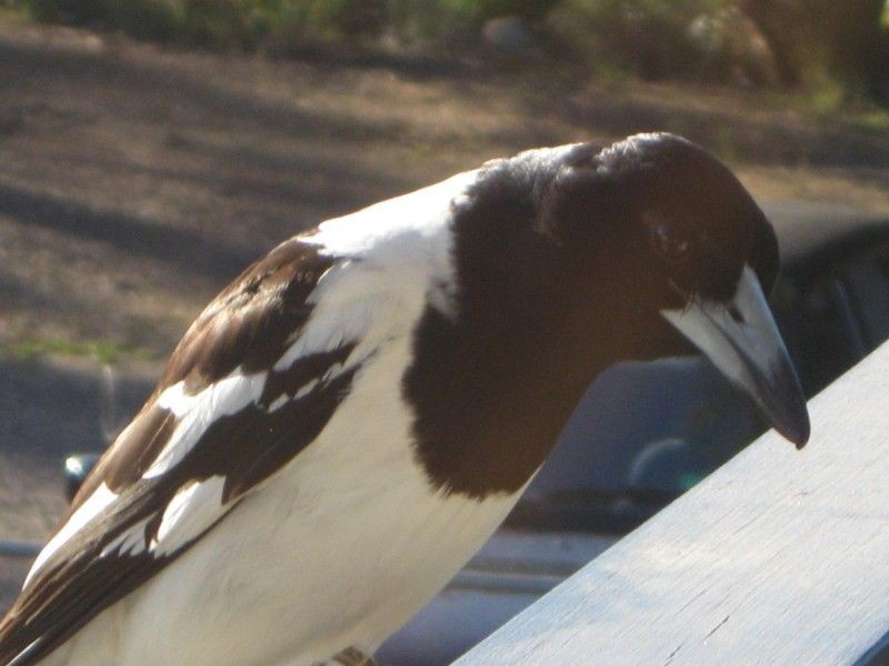 Russell Island QLD 4184