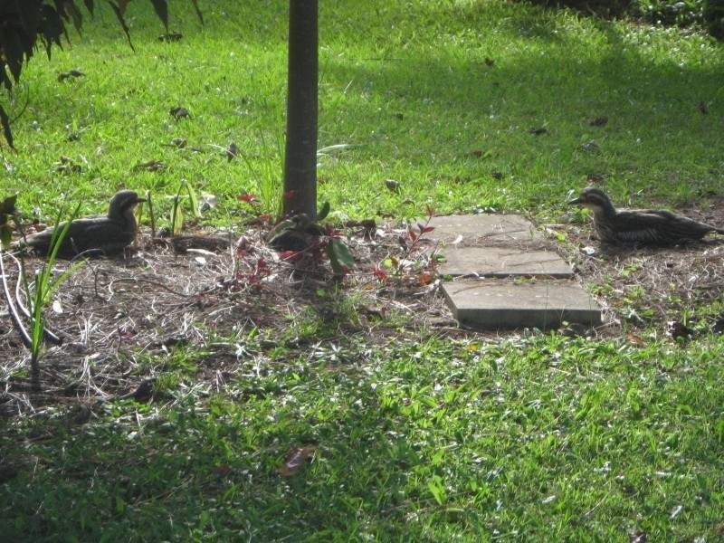 Russell Island QLD 4184