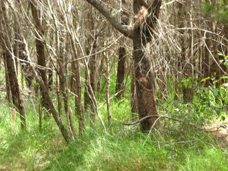 Russell Island QLD 4184