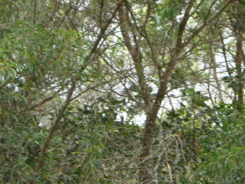Russell Island QLD 4184
