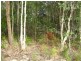 323 Centre Road, Russell Island QLD 4184