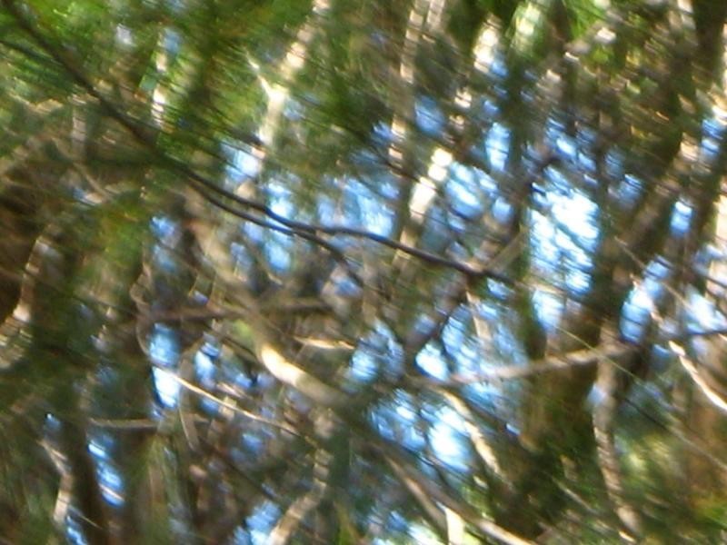 Russell Island QLD 4184