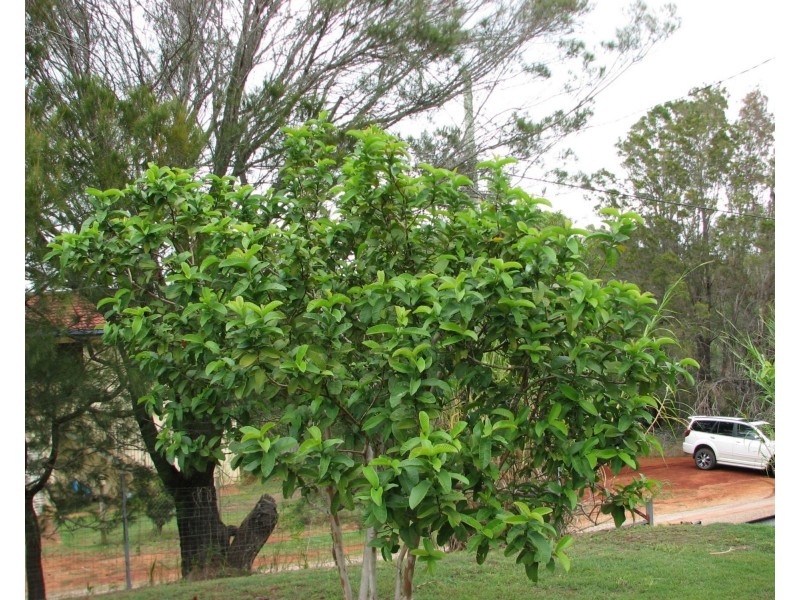 28 Roebuck Road, Russell Island QLD 4184