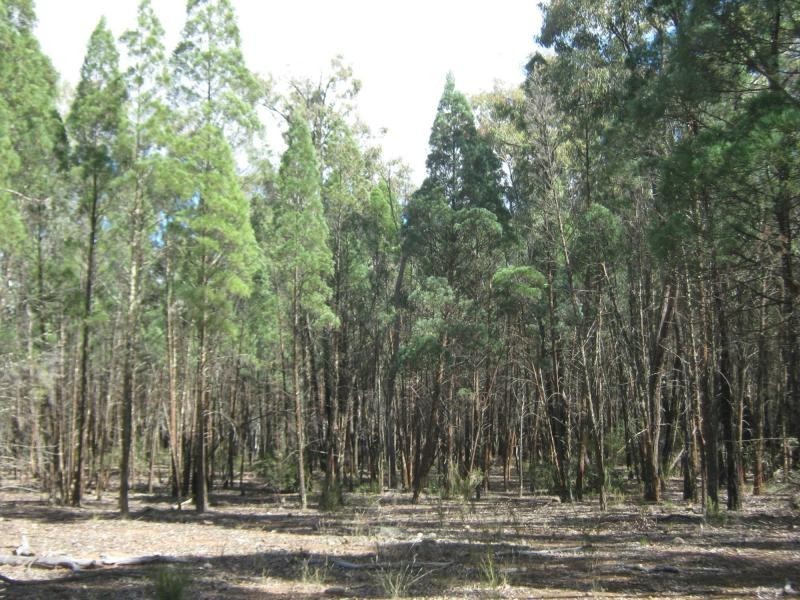 L4 Spicers Creek Road, Elong Elong NSW 2831