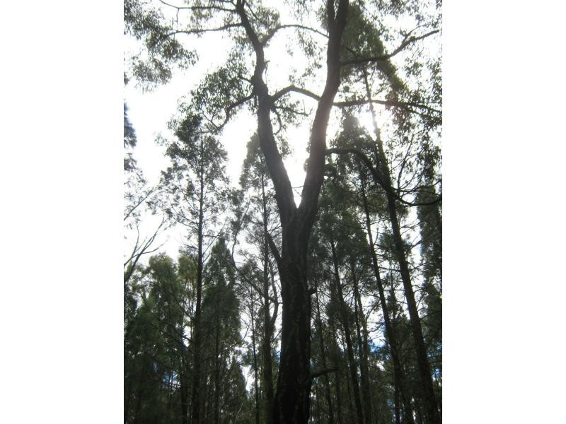 L4 Spicers Creek Road, Elong Elong NSW 2831