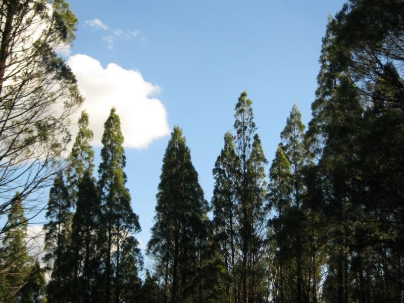 L4 Spicers Creek Road, Elong Elong NSW 2831