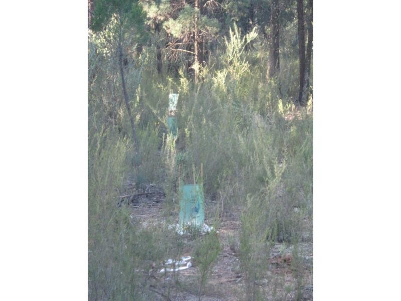 L4 Spicers Creek Road, Elong Elong NSW 2831