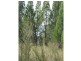 L4 Spicers Creek Road, Elong Elong NSW 2831