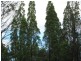 L4 Spicers Creek Road, Elong Elong NSW 2831