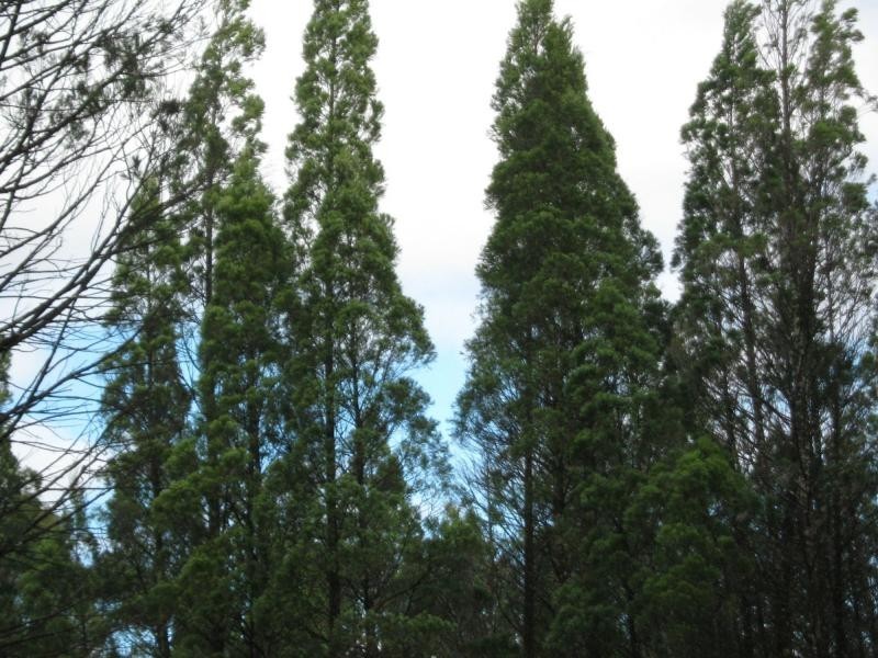 L4 Spicers Creek Road, Elong Elong NSW 2831