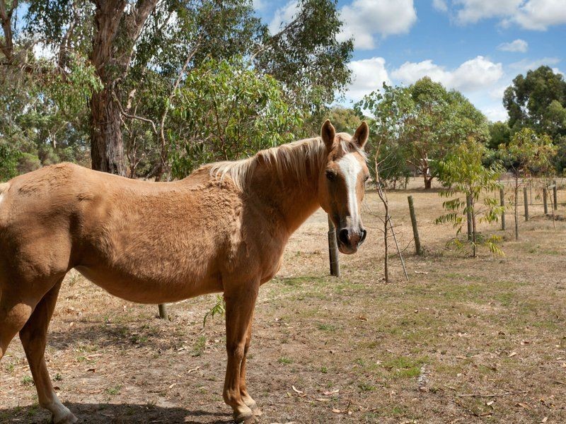 10A Carpenters Lane North, Hastings VIC 3915