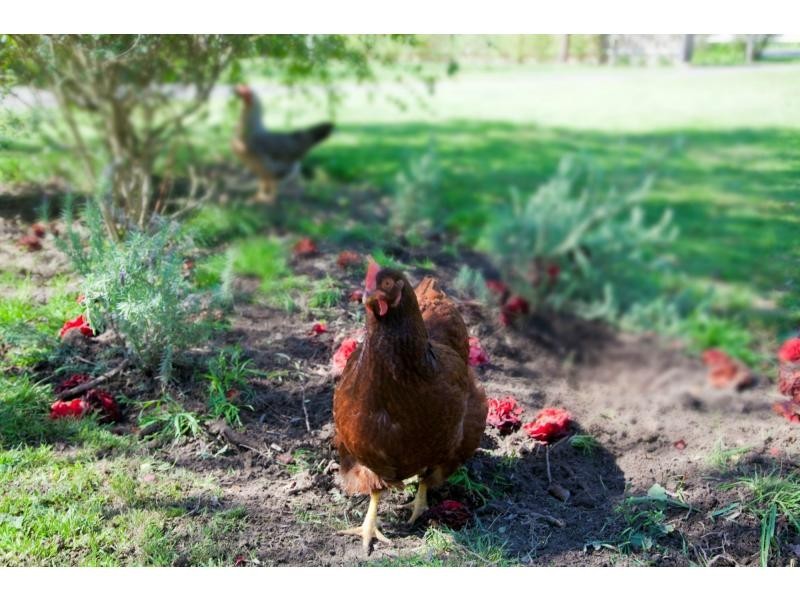 1/16 Dandenon Hastings Road, Tyabb VIC 3913