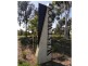 Lot 8 The Avenue, Athol Park SA 5012