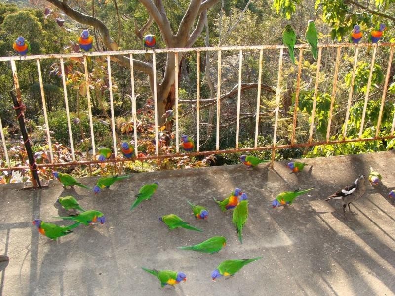 15 Forrest Avenue, Wahroonga NSW 2076
