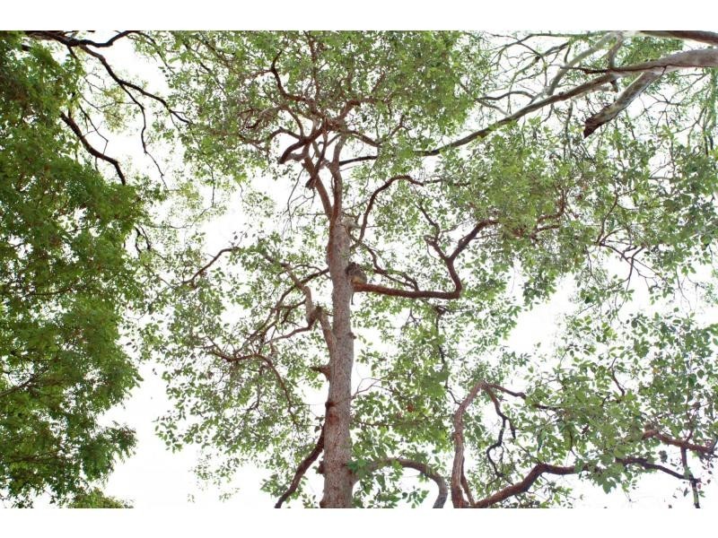 23 Hunter Circuit, Petrie On Pines, Petrie QLD 4502