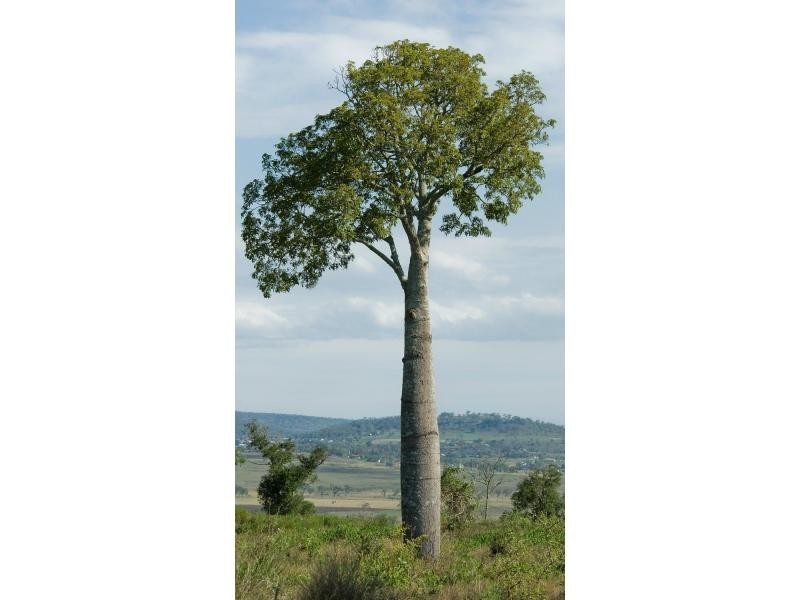 L1-54 Hilltop Drive, Gowrie Junction QLD 4352