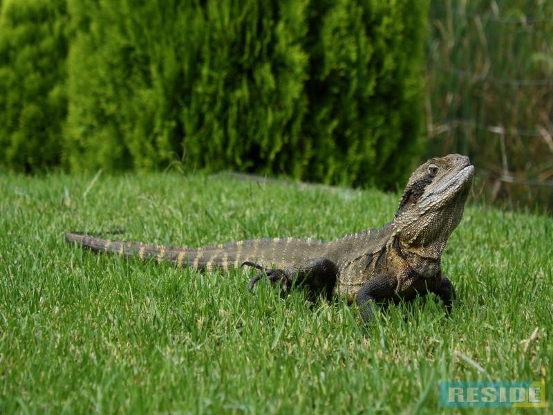 41A Hill Street, Picton NSW 2571