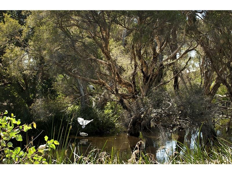 5 Bold Place, Ferndale WA 6148