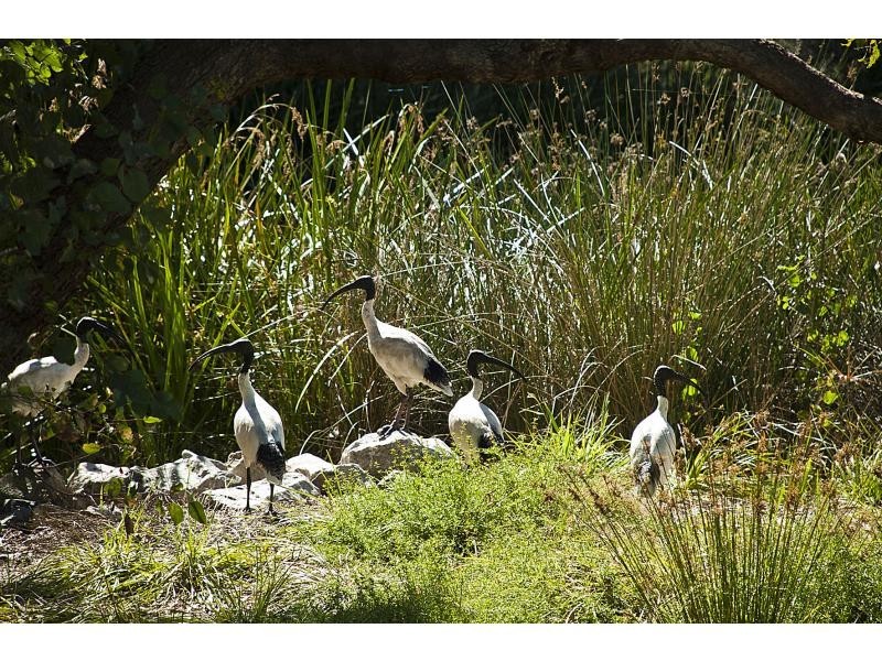 5 Bold Place, Ferndale WA 6148