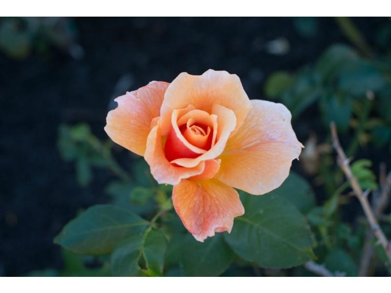 167A Swan Street, Yokine WA 6060