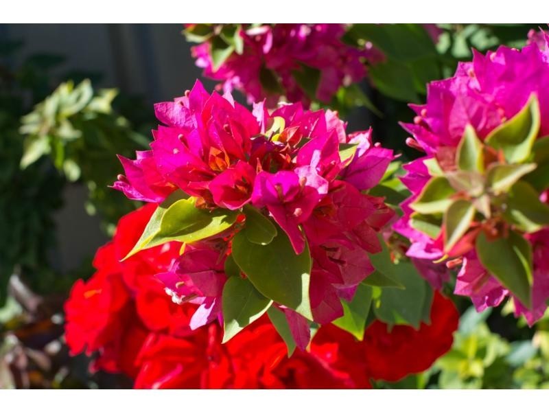 167A Swan Street, Yokine WA 6060