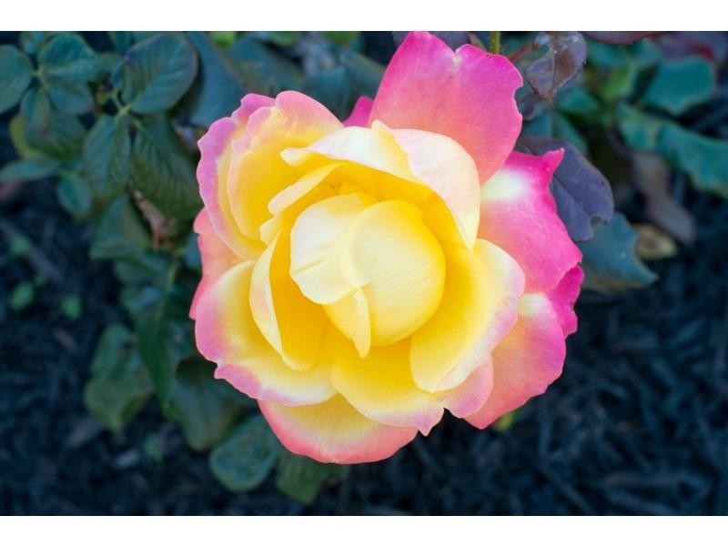 167A Swan Street, Yokine WA 6060