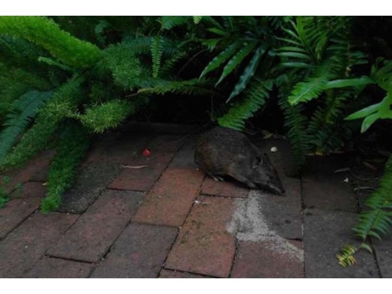 1 Oxley Place, Darlington WA 6070