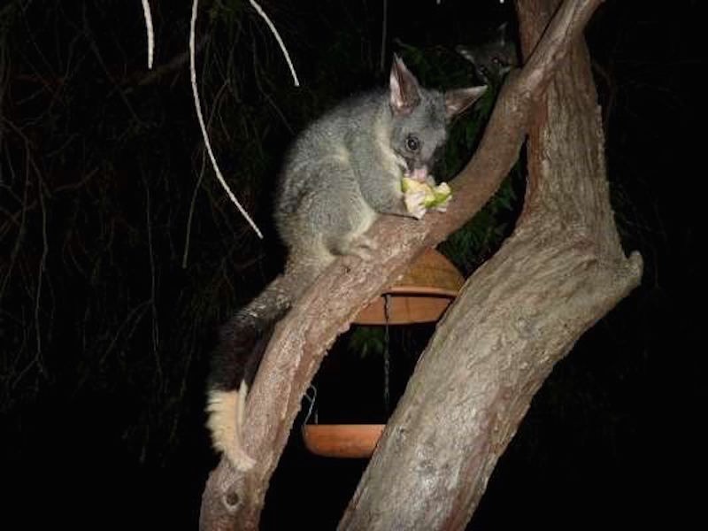 1 Oxley Place, Darlington WA 6070