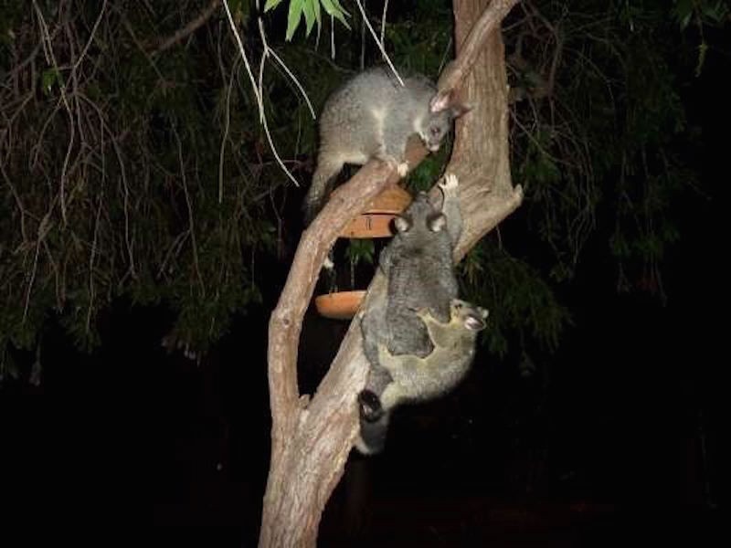 1 Oxley Place, Darlington WA 6070