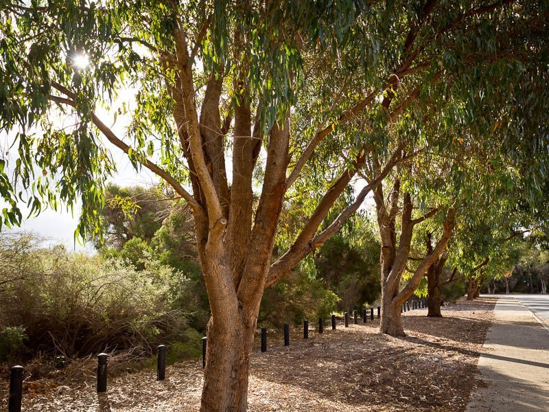 1/7 Barfield Road, Hammond Park WA 6164