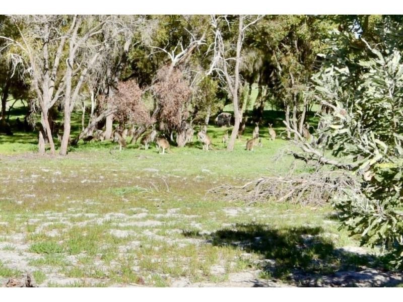 21 Tokay Lane, The Vines WA 6069